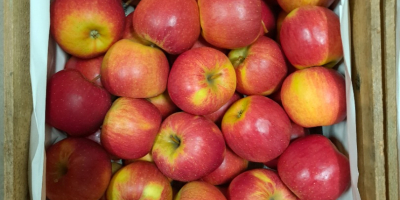 Hola Venderé una manzana de postre de la variedad