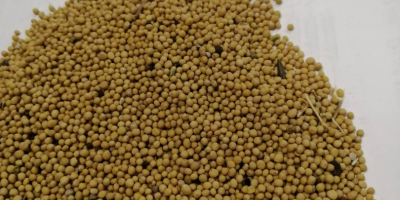 LLC Smolensk Agro Export exporta semillas de mostaza blanca,