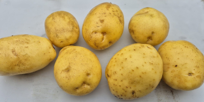 Se venden papas rojas y amarillas. Saco de 15