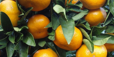 Entre noviembre y febrero, los famosos huertos de mandarinas