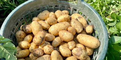 papas a la venta. ¡Ordenados pero no lavados!