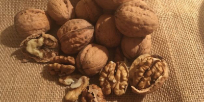 Venta de nueces ecológicas, recogidas a mano este año