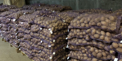 Venderé papas sin gusano de alambre y variedad de