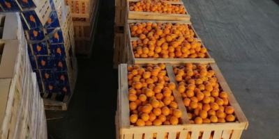 Tenemos mandarinas, tamaño de pedido de 100 MT a