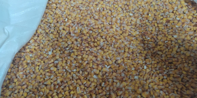 Vendo grano de maiz limpio, el precio es negociable.