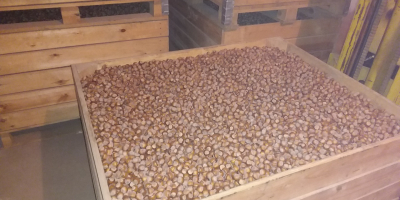 Vendo al por mayor avellana variedad catalana y mixta