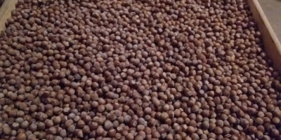 Vendo al por mayor avellana variedad catalana y mixta