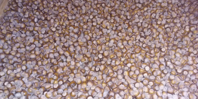 Vendo al por mayor avellana variedad catalana y mixta