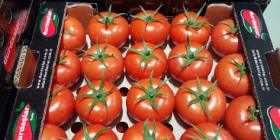 Hola, nuestra región Kumluca es una región de tomate,
