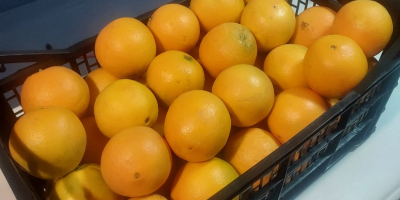 Vendo naranjas nevelina españolas, muy dulces, sin pepitas, calibre