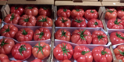 Venderé tomates, país de origen Turquía. Los invito a