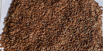 Semillas de lino marrón y dorado. FCA- Kazajstán.