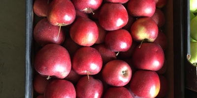 Venderé una manzana orgánica con certificado de postre y