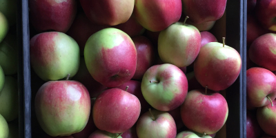 Venderé una manzana orgánica con certificado de postre y