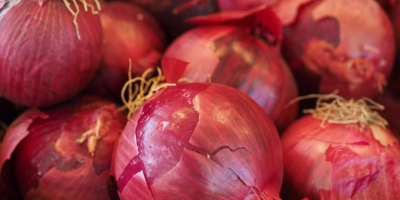 Estamos vendiendo cebolla roja Cal 5+ de agricultores locales