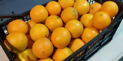 Venderé nevelina de naranja española dulce, jugosa y sin