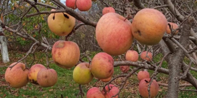 manzanas ecológicas