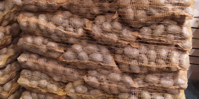 Venderé papas de la variedad Colomba. Recién seleccionado, en