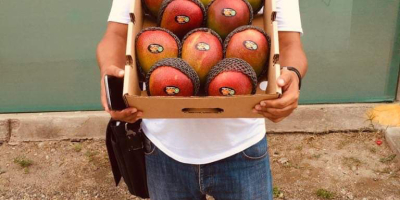 Mango Kent директно от производители в Северно Перу. (Tambogrande,