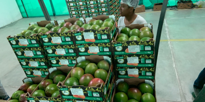 Mango Kent директно от производители в Северно Перу. (Tambogrande,
