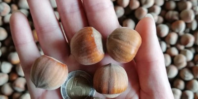 Venderé toneladas de avellanas.