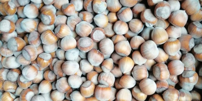 Venderé toneladas de avellanas.