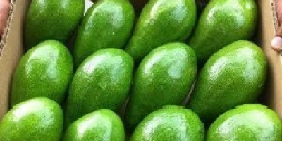 Опаковането на авокадо се извършва в бруто кутии (кашони)