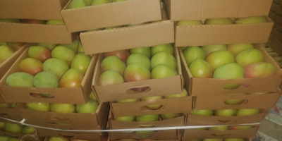 Algunas de las variedades de mango de Kenia que
