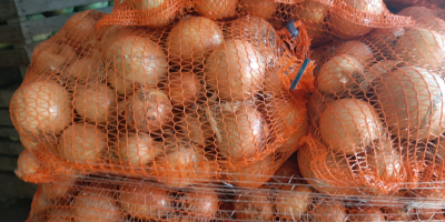 Venderé zanahorias perejil apio col remolacha.
