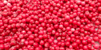 Ofrecemos manzanas Idared, Jonaprince, Golden, Gala, Red Chif y