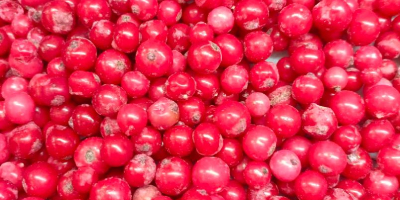 Ofrecemos manzanas Idared, Jonaprince, Golden, Gala, Red Chif y