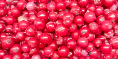 Ofrecemos manzanas Idared, Jonaprince, Golden, Gala, Red Chif y