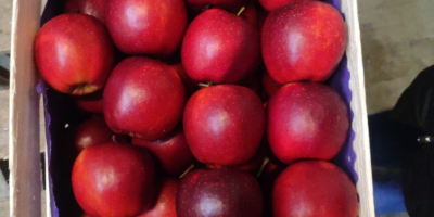 Venderé una manzana preparada por encargo. Puedo preparar cada