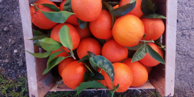 Vendo naranjas de pulpa roja