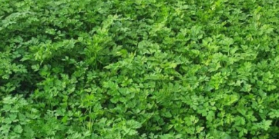 Perejil verde, cintura y hojas grandes. gran cantidad Productor