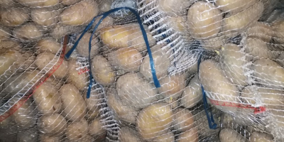 Venderé patatas Catania. Envasado en sacos de 15 kg