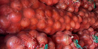 Cebolla de bulbo al por mayor del fabricante. Envasado