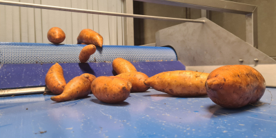 Batatas con la marca de calidad holandesa &#39;planeta-proof&#39;. Actualmente