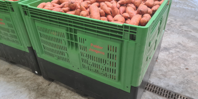 Batatas con la marca de calidad holandesa &#39;planeta-proof&#39;. Actualmente