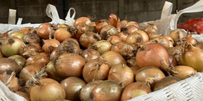 Hola, tengo cebollas amarillas a la venta en Holanda