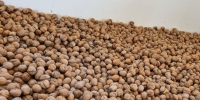 Vendo nueces con cascara BIO, muy bonitas, faciles de