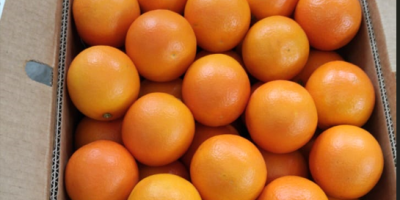 Naranja egipcia de alta calidad. Directamente del fabricante. Pedido
