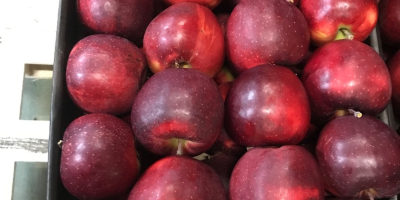Vendo manzanas de la variedad Szampion Prince golden jonagored