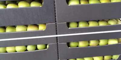 VENDERÉ GRANDES CANTIDADES DE MANZANAS VARIEDADES ROJAS JONAPRINCE IDARED