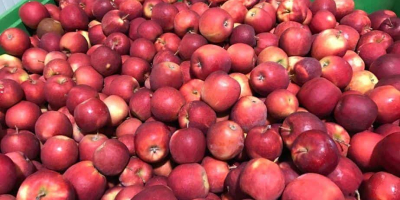 VENDERÉ GRANDES CANTIDADES DE MANZANAS VARIEDADES ROJAS JONAPRINCE IDARED