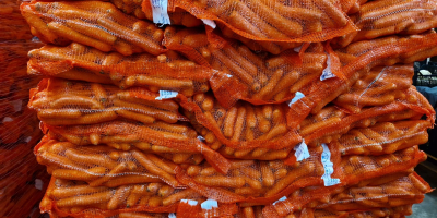 Vendo zanahorias de calidad comercial, nº de teléfono: 604-356-228