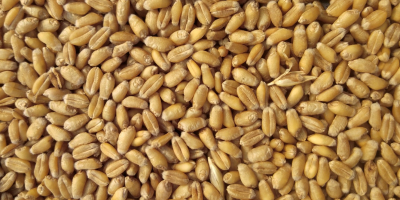 82 toneladas de trigo molido a la venta en