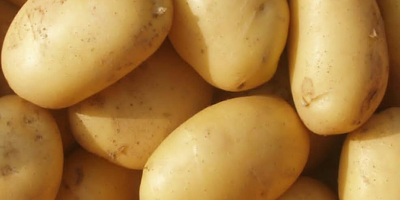 En cuanto a las patatas, cultivamos patatas Gallo en