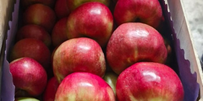 Ofrecemos manzanas Idared, Jonaprince, Golden, Gala, Red Chif y