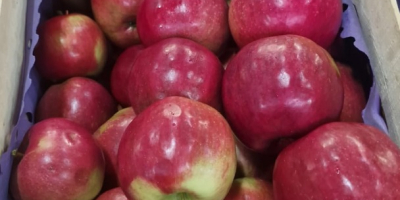 Ofrecemos manzanas Idared, Jonaprince, Golden, Gala, Red Chif y